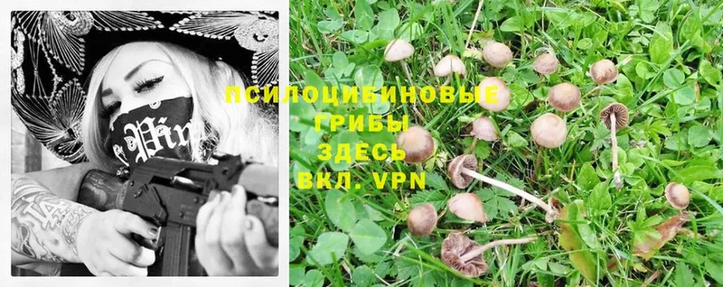 Псилоцибиновые грибы MAGIC MUSHROOMS  Ворсма 